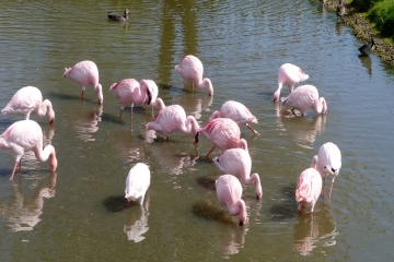 Ancient dinners for ancient birds